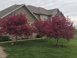 Check spelling or type a new query. Photo Of The Entire Plant Of Crabapple Malus Prairie Fire Posted By Legalily Garden Org