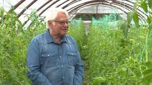 Moment din emisiunea în grădina danei, care se transmite în fiecare duminică, de la ora 10:00, pe tvr1. In GrÄdina Danei Tomate Crescute In Pamant Vs Tomate Crescute In Substrat Inert Tvr1 Youtube