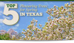 Unique flowers and balloons all available for delivery in texas. Top 5 Flowering Trees For Spring In Texas Fannin Tree Farm