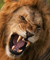 Complete Facts Complete Facts About Lions Lion Facts Lions Lion Of Judah