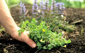 And the last place many gardeners want to spray a toxic weed killer is the vegetable garden. Eliminate Weeds From Your Garden Better Homes Gardens