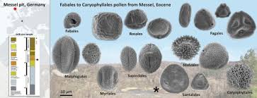 Image result for Hionanthera