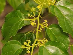 Image result for Colubrina asiatica