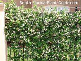 Flowering vines for trellis in florida. Confederate Jasmine Vine Florida Plants Evergreen Vines Confederate Jasmine