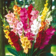Buy Showy Mixed Gladiolus From K Van Bourgondien Gladiolus Flower Bulb Flowers Gladiolus