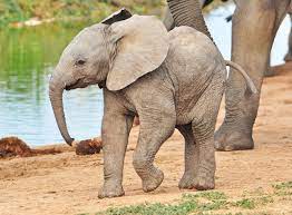 VIDEO: A Baby Elephant's First Trip to the Ocean