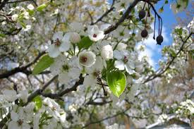 Tostada on flowering pear tree. Ornamental Pear Tree Planting Care Pruning