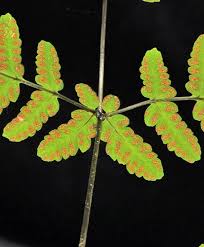 Image result for Gymnosporia oxycarpa