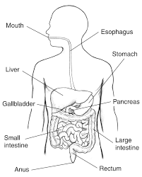 Oct 12, 2020 · the digestive system uses 3 main processes to move and mix food: Illustration Of The Digestive System Labeled Media Asset Niddk