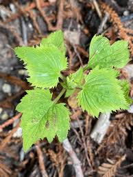 Image result for Ageratina vernalis