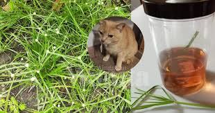 Kucing sakit bisa disebabkan oleh banyak hal seperti terkena virus, bakteri, cacingan, jamur, dan luka luar. Air Rebusan Rumput Pendul Berkesan Rawat Kucing Sakit Parvo Selsema Atau Demam Mingguan Wanita