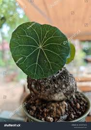 Image result for Menispermaceae