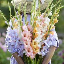 Image result for Gladiolus decoratus