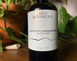 Image result for Cryptolepis apiculata