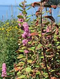 Image result for Spiraea douglasii