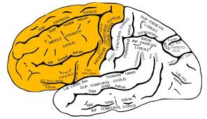 Research Suggests Connection Between The Integrity Of White Matter And Dementia Neuroscience News Temporal Lobe Epilepsy Dyscalculia Occipital Lobe
