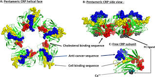 Tumor markers are substances in the body that are produced in much higher quantities when cancer or certain benign conditions are present. Frontiers C Reactive Protein And Cancer Diagnostic And Therapeutic Insights Immunology