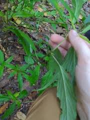 Image result for Mimulopsis excellens