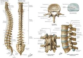 The shoulder joint part a drag the labels onto the diagram to identify the structures and ligaments of the shoulder joint. S 1