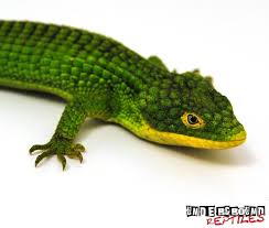 Pilbara rock monitor (varanus pilbarensis) snakes. 16 Abronia Ideas Reptiles And Amphibians Lizard Reptiles