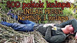 Kertas kerja penanaman kelapa matag. Contoh Kertas Kerja Projek Tanaman Kelapa Matag Cute766