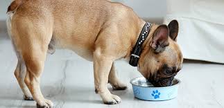 However, never serve salted, flavored, or chocolate covered nuts to dogs. Can Dogs Eat Pistachios Nutrition Guide My Pet Needs That