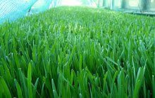 Wheatgrass Wikipedia