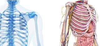 Cela peut provoquer des douleurs au centre et en haut du dos. Mal Au Dos Et Douleurs Quand Je Tousse Reflex Osteo