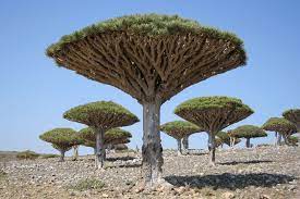 Pin On Inspiracoes Da Natureza