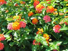 Image result for Lantana viburnoides