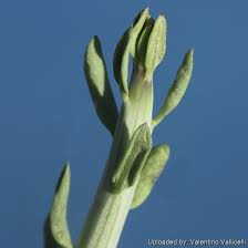 Image result for Kleinia sp.no.1