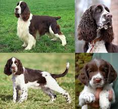 Image result for anglický špringršpaněl