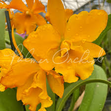 Image result for Blotiella currorii