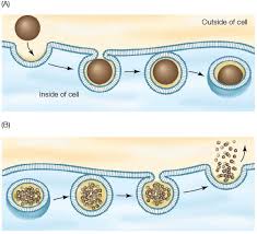 Assertion A: Endocytosis Takes Place Only In Animal Cells.Reason R: Animal  Cell Does Not Possess Cell Wall.