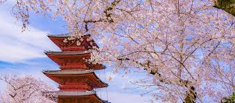 190 sakura hd wallpapers and background images. Anime Tour 8 Days Guided 2022 Japan Tour Package Spring Cherry Blossom Holiday