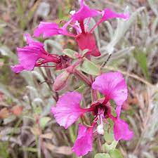 Clarkia Elegans Clarkia Wildflower Seed Wildflower Seeds Wild Flowers Seeds