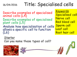 Check spelling or type a new query. B1 1 3 Specialised Cells Teaching Resources
