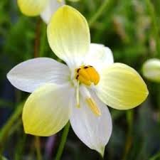 Image result for Tecophilaeaceae