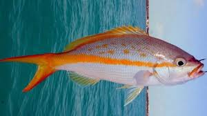 Ikan gurame goreng bumbu acar kuning. Budidaya Ikan Ekor Kuning Di Kja Dan Tambak