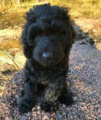 Kitchen equipment australian labradoodle vs labradoodle. Australian Labradoodle Guide 2021 All You Need To Know We Love Doodles