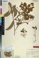 Image result for Combretum xanthothyrsum