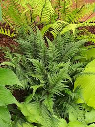 Image result for Polystichum sinense