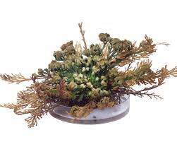 The selaginella lepidophylla is another rose of jericho which is recognized as the false one. Rose Of Jericho Resurrection Plant Steeped In Legend Farmer Gracy