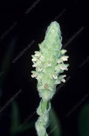 Image result for Platylepis glandulosa