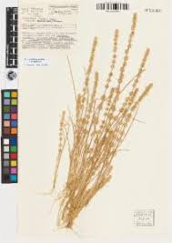 Image result for Elytrophorus spicatus