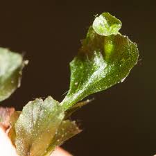 Image result for Didymoglossum erosum