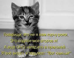 Короткие стихи про кошек в картинках