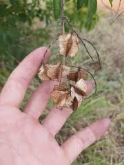 Image result for Combretum psidioides