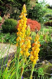 Image result for Satyrium