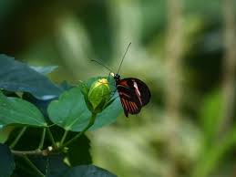 With these butterfly png images, . Free Butterfly Photos Free Stock Photos Download 656 Free Stock Photos For Commercial Use Format Hd High Resolution Jpg Images
